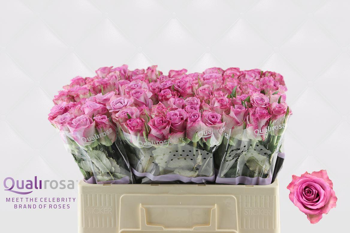 Срезанные цветы оптом Rosa large thriller от 80шт из Голландии с доставкой по России