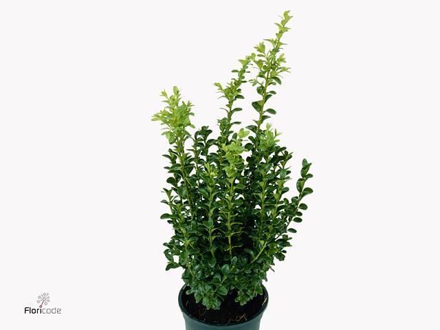Горшечные цветы и растения оптом Buxus Sempervirens от 18шт (для телеги) из Голландии с доставкой по России