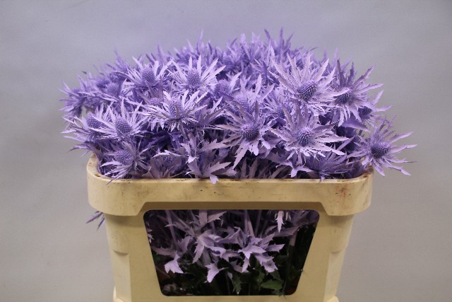 Срезанные цветы оптом Eryngium orion paint milka от 30шт из Голландии с доставкой по России