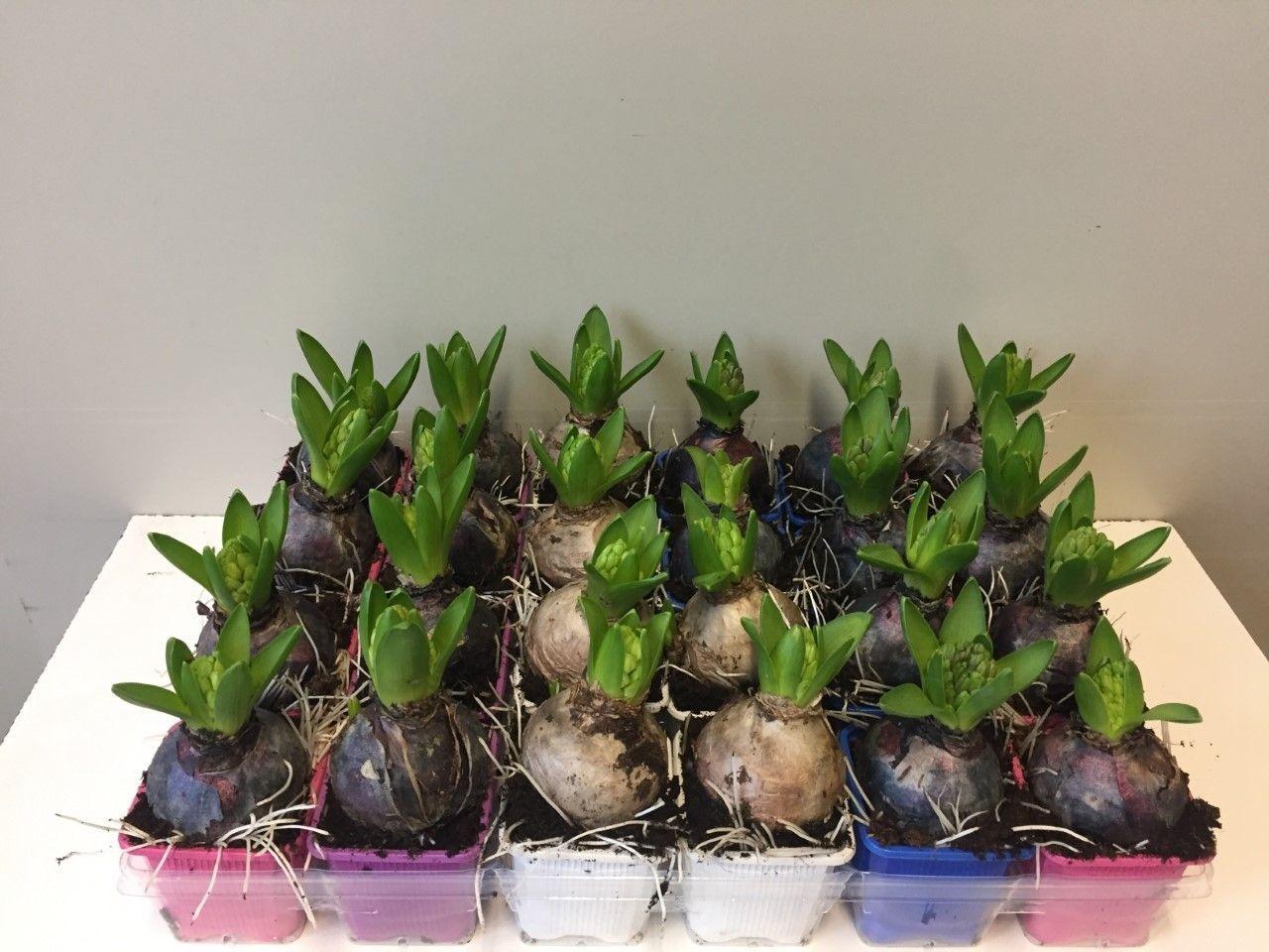 Горшечные цветы и растения оптом Hyacinthus Mix Pearl от 24шт (для телеги) из Голландии с доставкой по России