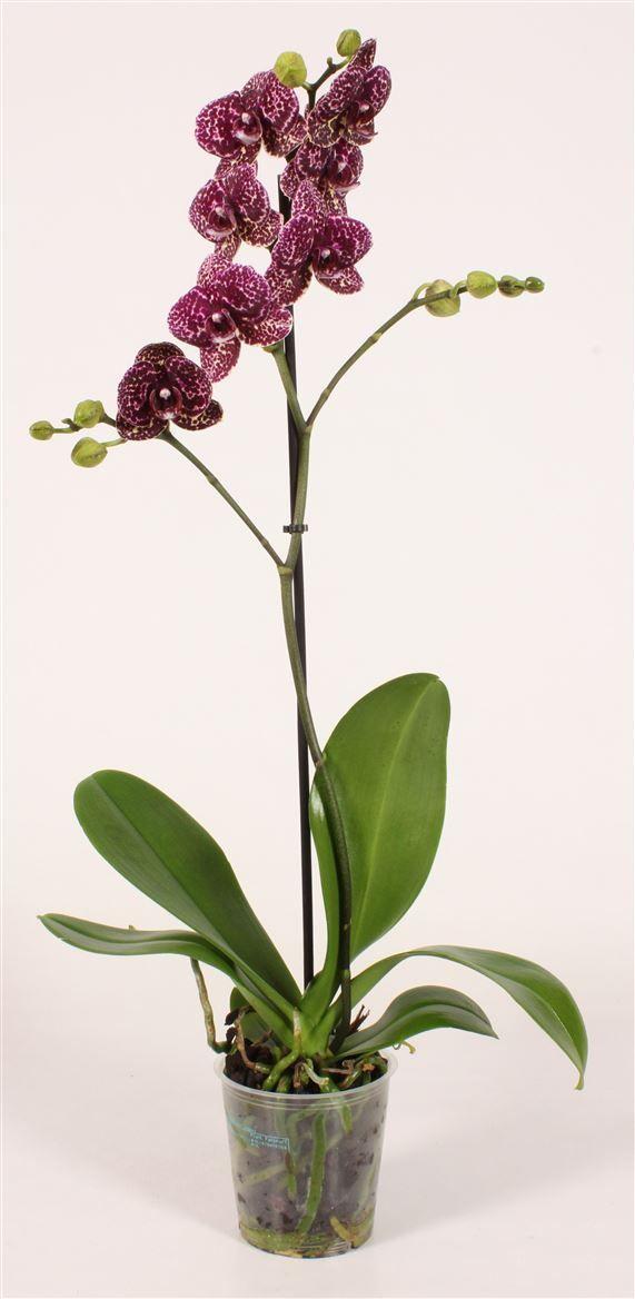Горшечные цветы и растения оптом Phal 1st Wild Cat 9+ (piko) от 10шт из Голландии с доставкой по России