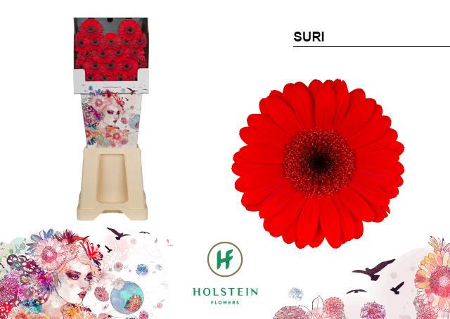 Срезанные цветы оптом Germini diamond suri от 80шт из Голландии с доставкой по России