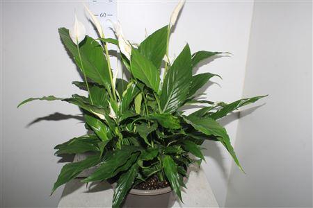 Горшечные цветы и растения оптом Spath Sweet Chico 10 Bloemen+ P30. от 1шт из Голландии с доставкой по России