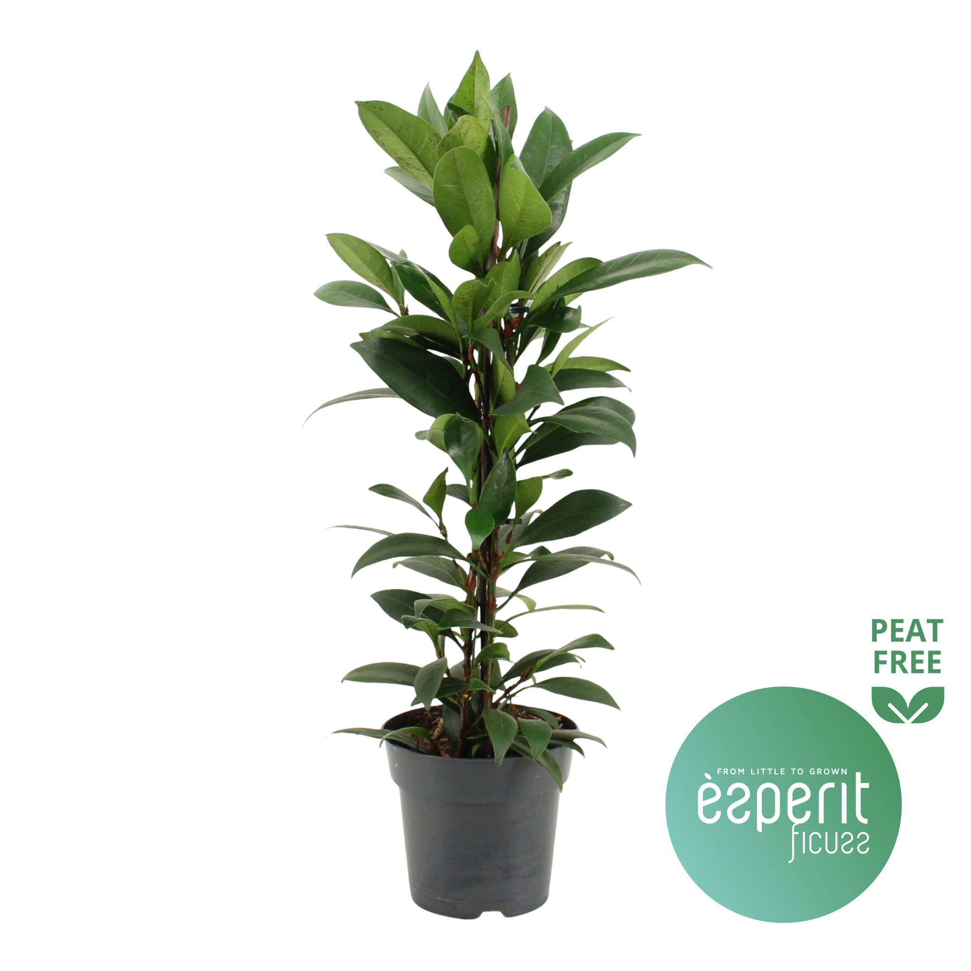 Горшечные цветы и растения оптом Ficus Cyathistipula Compacta от 6шт из Голландии с доставкой по России