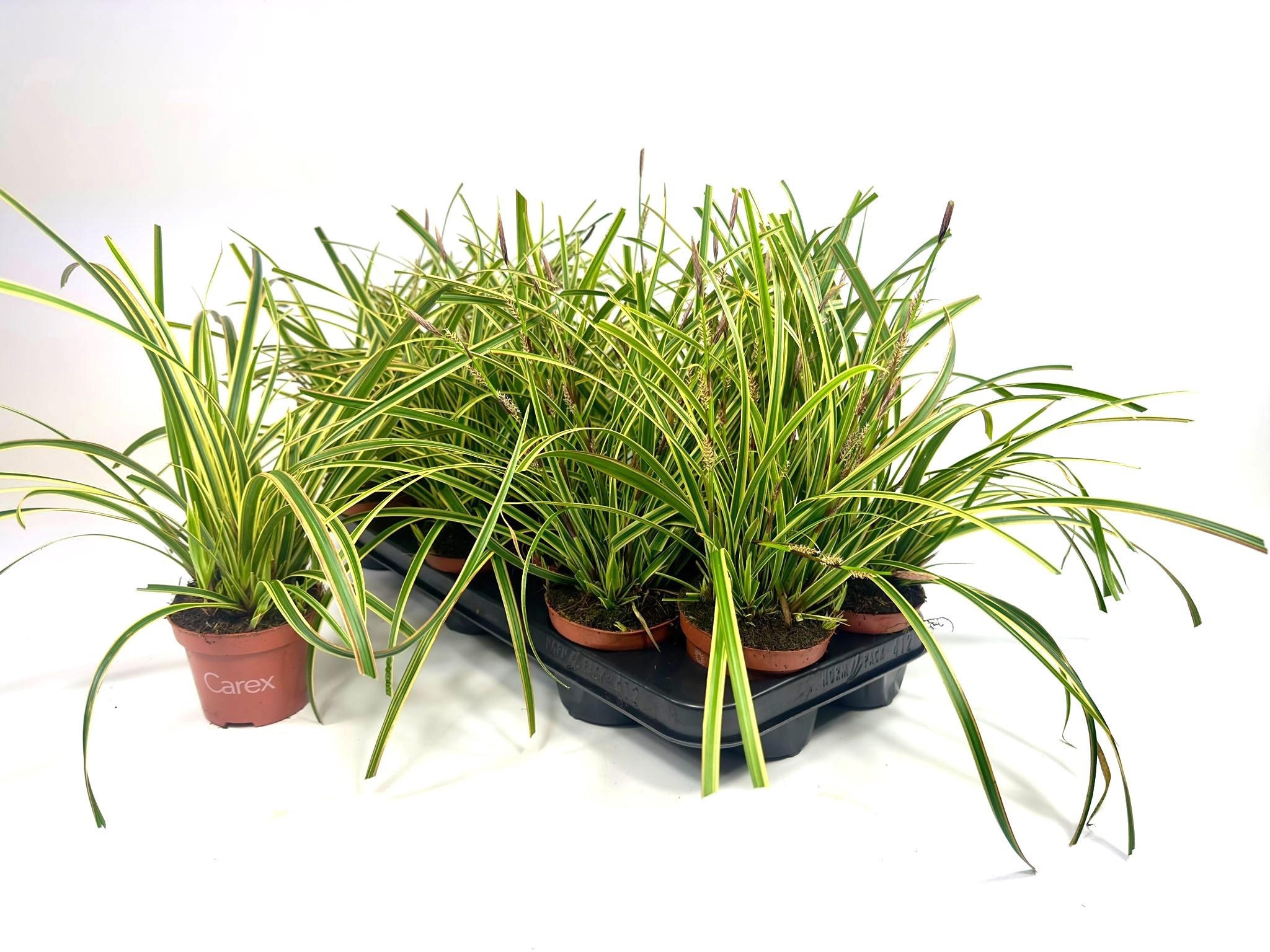 Горшечные цветы и растения оптом Care Morrowii от 12шт из Голландии с доставкой по России