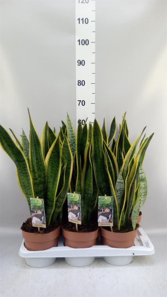 Горшечные цветы и растения оптом Sansevieria Trifa. laurentii от 6шт из Голландии с доставкой по России