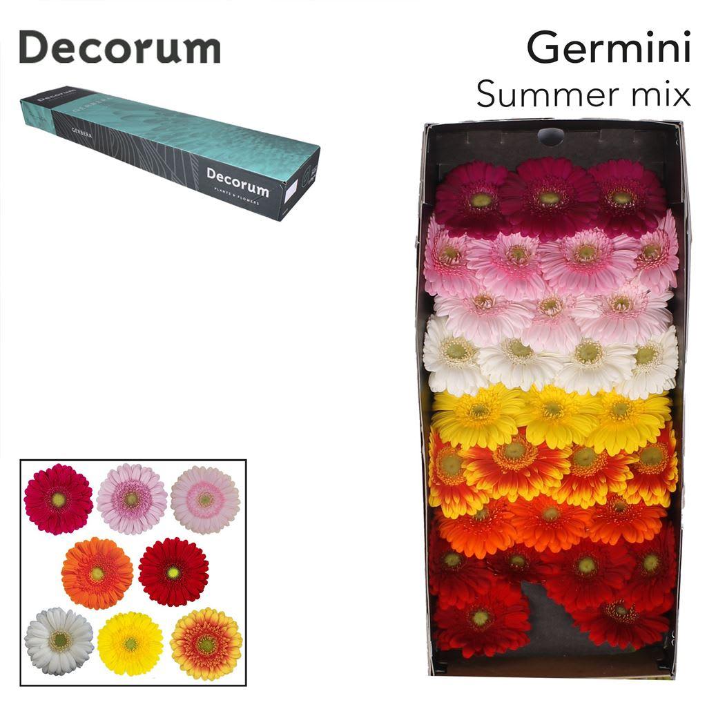 Срезанные цветы оптом Germini mix summer от 60шт из Голландии с доставкой по России