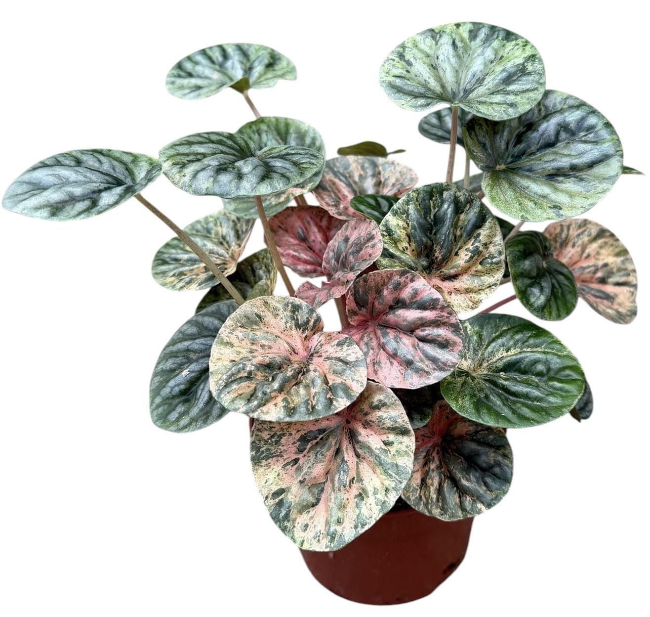 Горшечные цветы и растения оптом Peperomia Caperata Pink Lady от 1шт из Голландии с доставкой по России