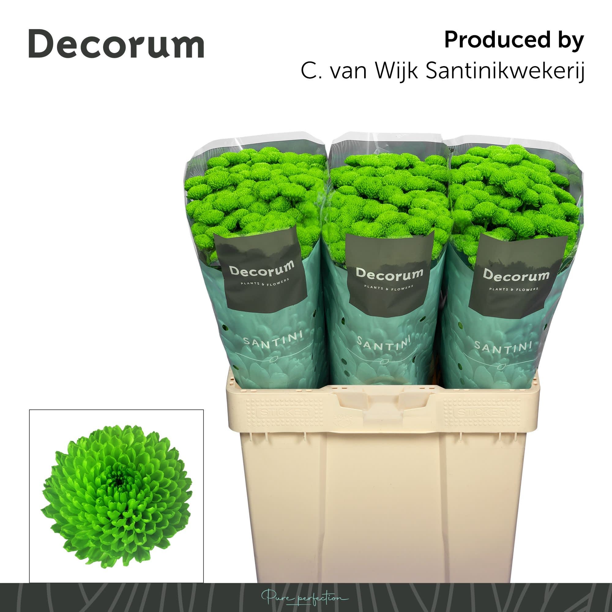 Срезанные цветы оптом Chrys sa country от 75шт из Голландии с доставкой по России