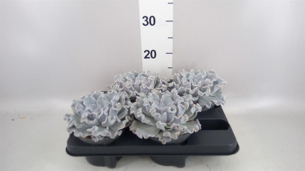 Горшечные цветы и растения оптом Echeveria ... от 4шт из Голландии с доставкой по России