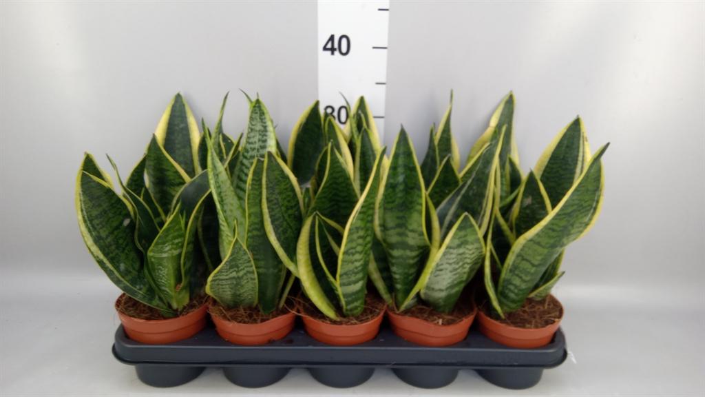 Горшечные цветы и растения оптом Sansevieria Trifa. futura Superba от 10шт из Голландии с доставкой по России