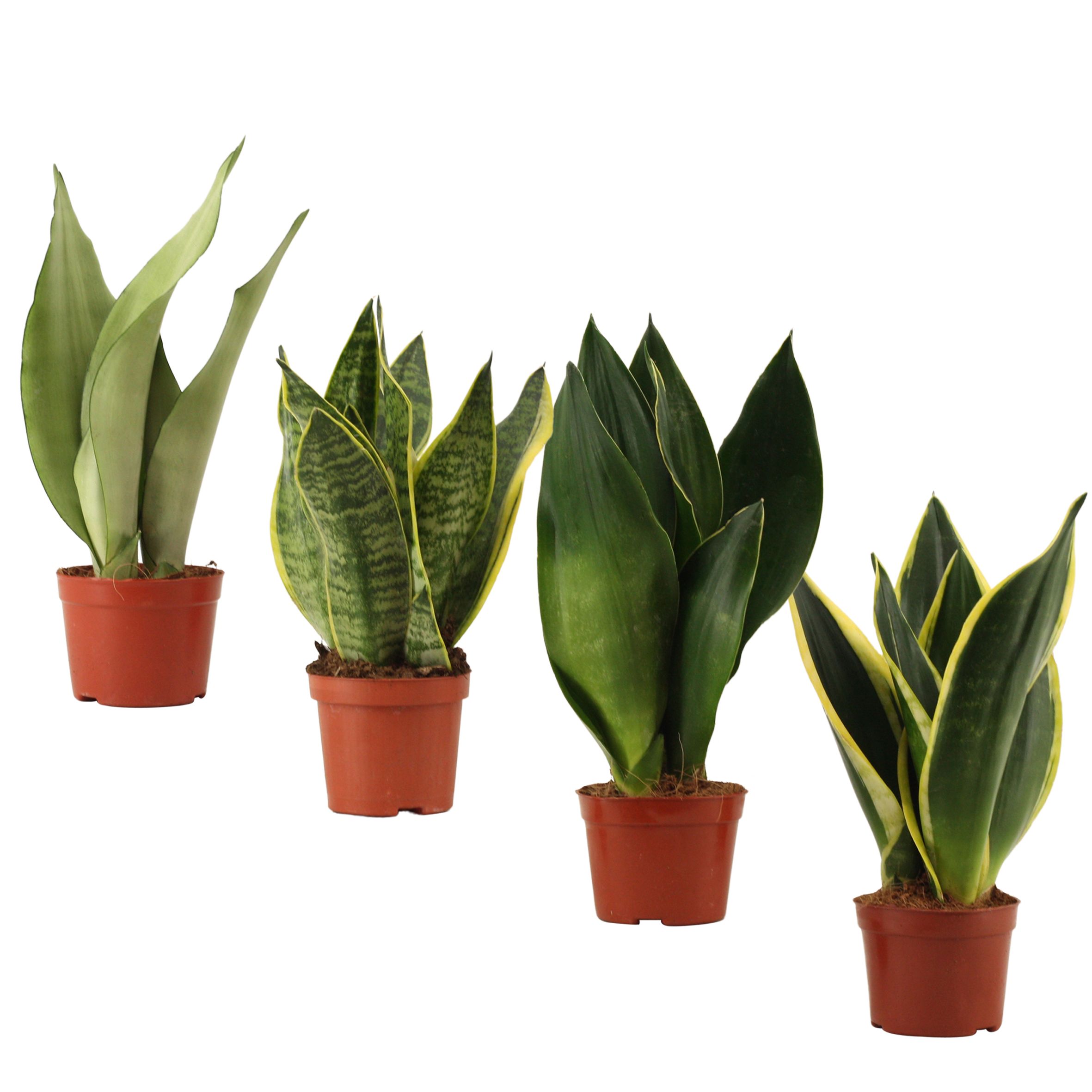 Горшечные цветы и растения оптом Sansevieria Super Mix от 18шт (для телеги) из Голландии с доставкой по России