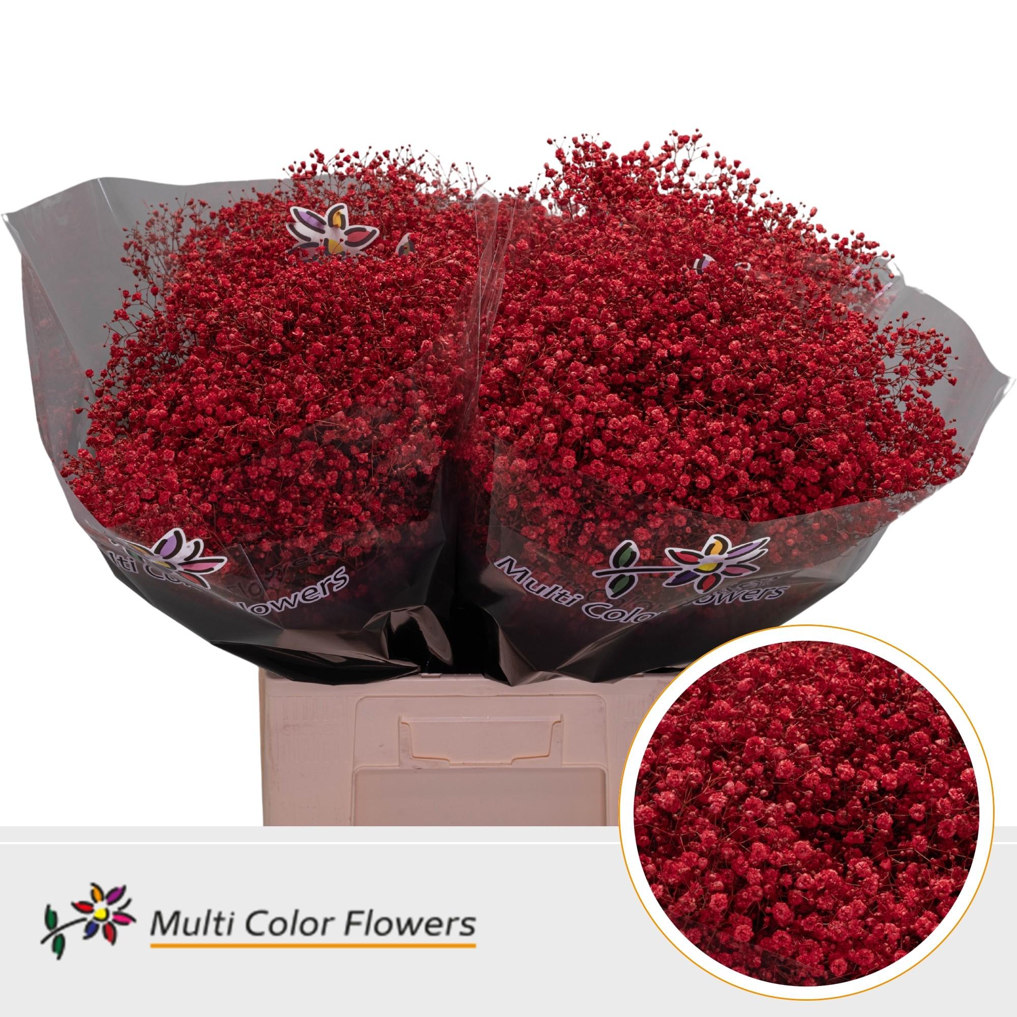 Срезанные цветы оптом Gyps large paint red от 100шт из Голландии с доставкой по России