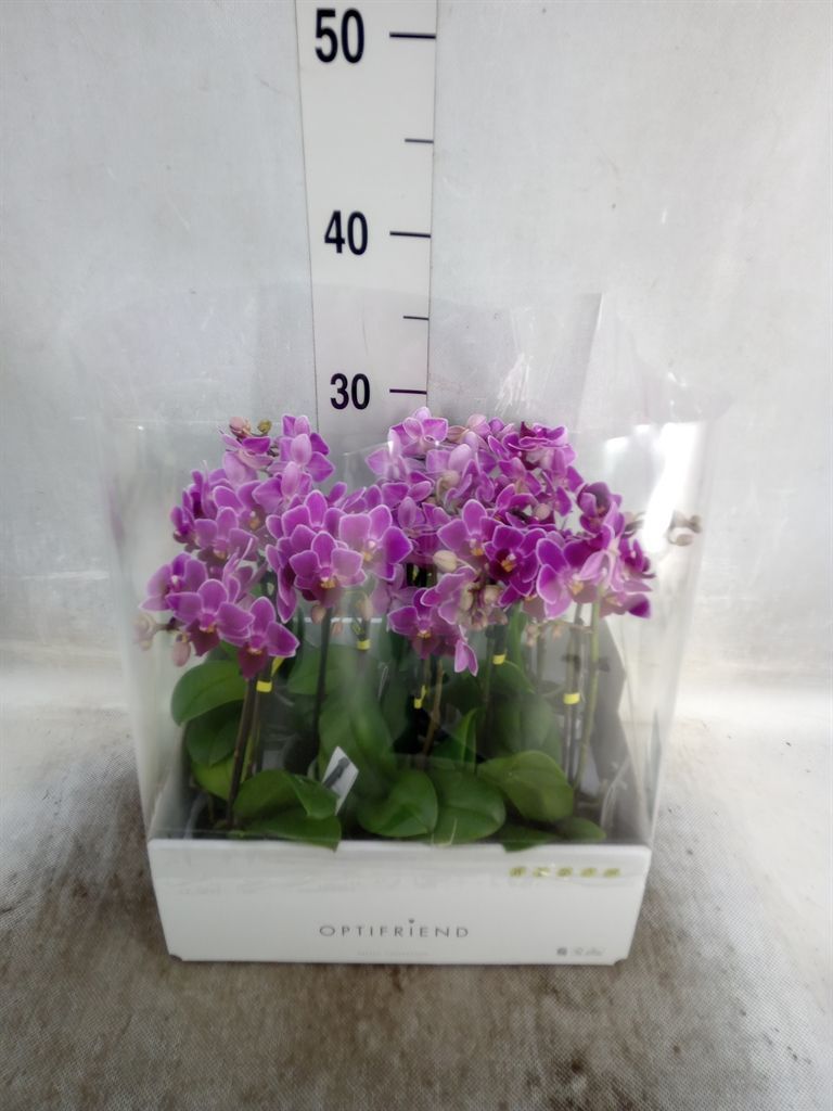 Горшечные цветы и растения оптом Phalaenopsis Multi.   ...lilac от 8шт из Голландии с доставкой по России