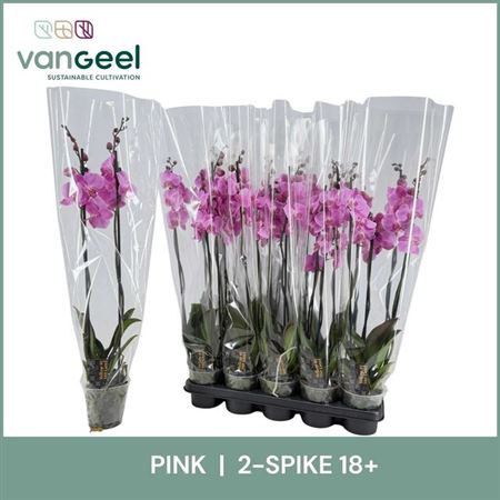 Горшечные цветы и растения оптом Phal Pink 2 Branches 18+ от 10шт из Голландии с доставкой по России