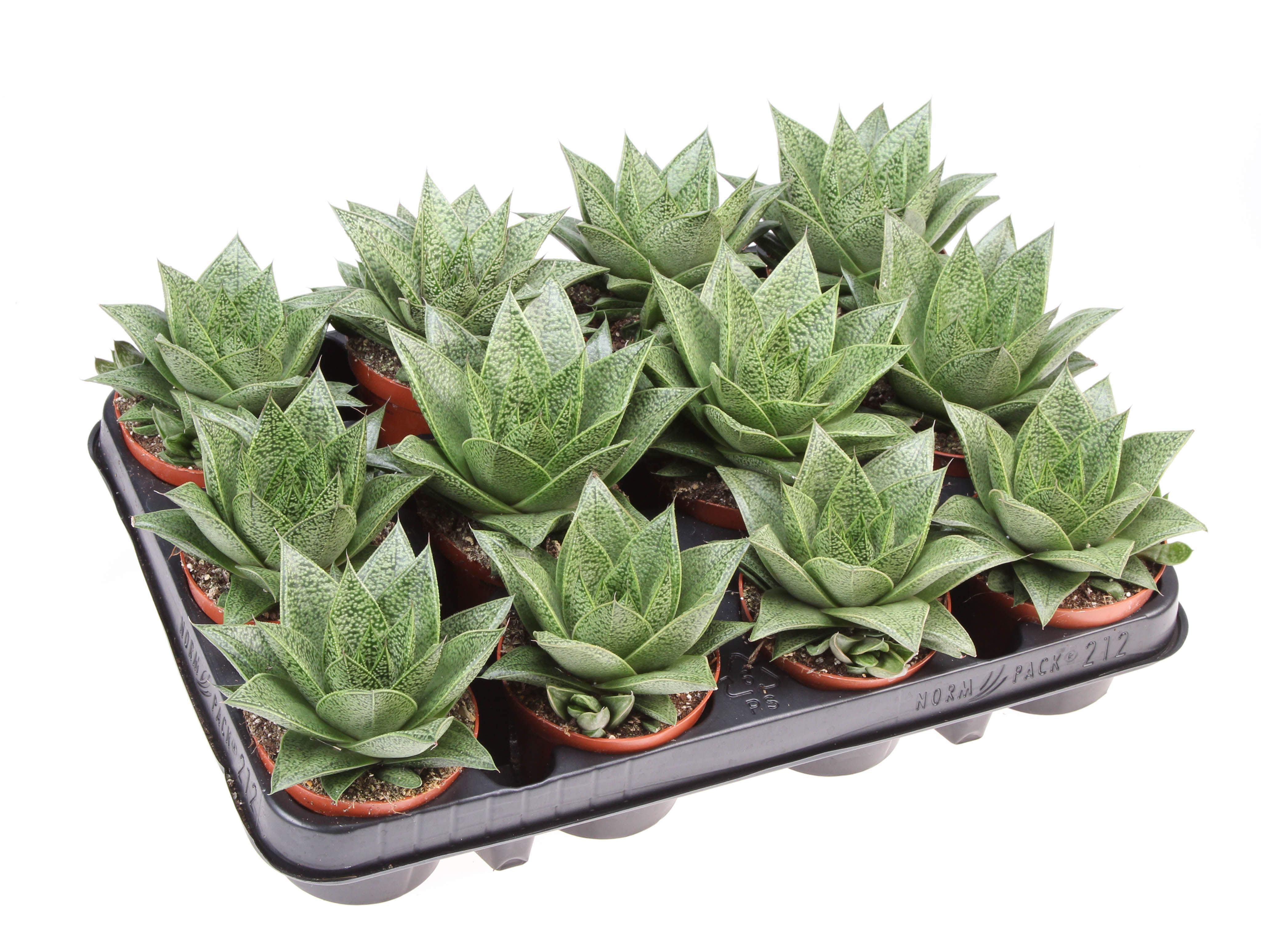 Горшечные цветы и растения оптом Gasteria Tiga от 12шт (для телеги) из Голландии с доставкой по России