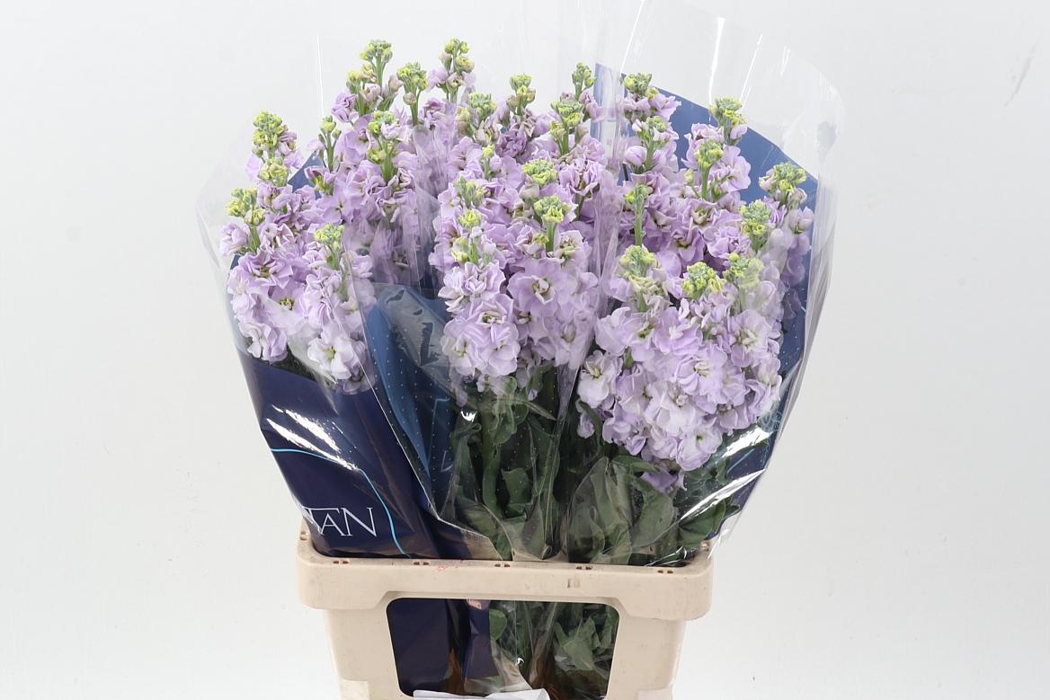 Срезанные цветы оптом Matthiola iron marine от 30шт из Голландии с доставкой по России Срезанные цветы оптом Matthiola iron marine от 30шт из Голландии с доставкой по России