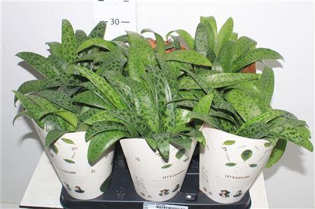 Горшечные цветы и растения оптом Drimiopsis Maculata от 6шт из Голландии с доставкой по России