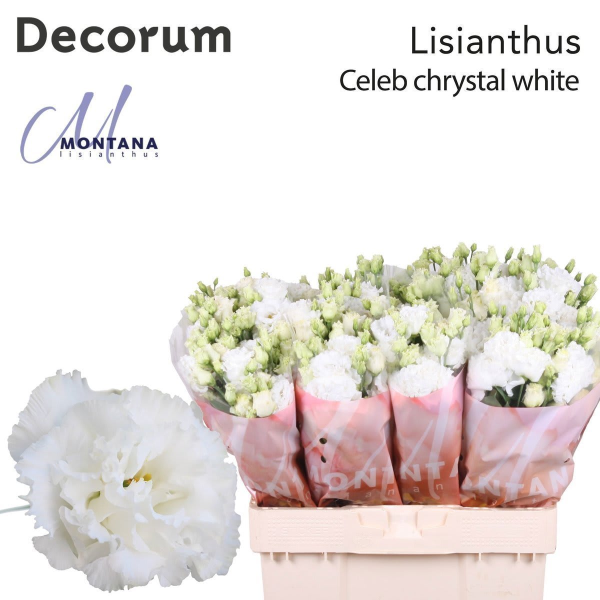 Срезанные цветы оптом Lisianthus do celeb chrystal от 50шт. из Голландии с доставкой по России