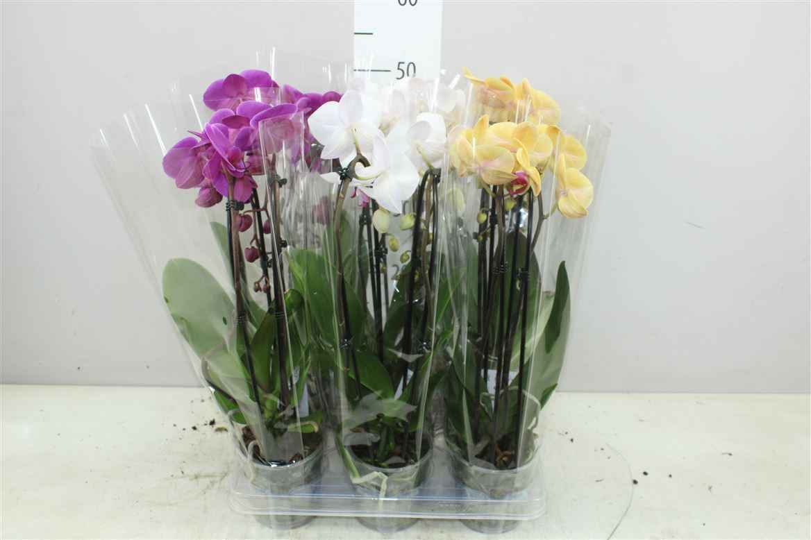 Горшечные цветы и растения оптом Phal Cascade Mix 2 Tak от 6шт из Голландии с доставкой по России