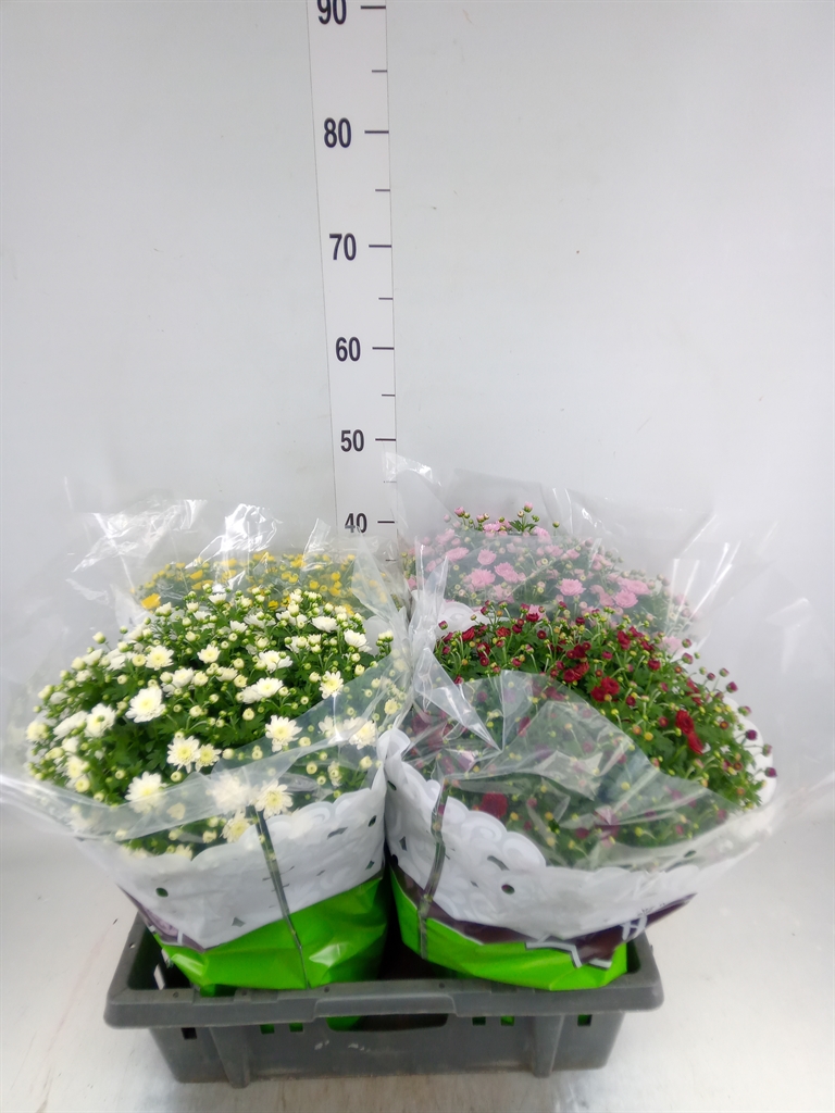 Горшечные цветы и растения оптом Chrysanthemum   ..gr Mix от 4шт из Голландии с доставкой по России