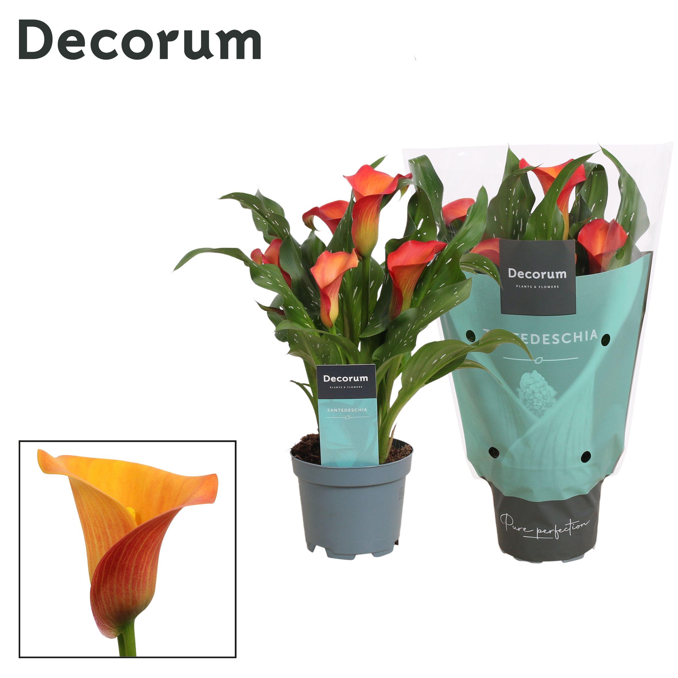 Горшечные цветы и растения оптом Zantedeschia Orange (decorum) от 12шт из Голландии с доставкой по России