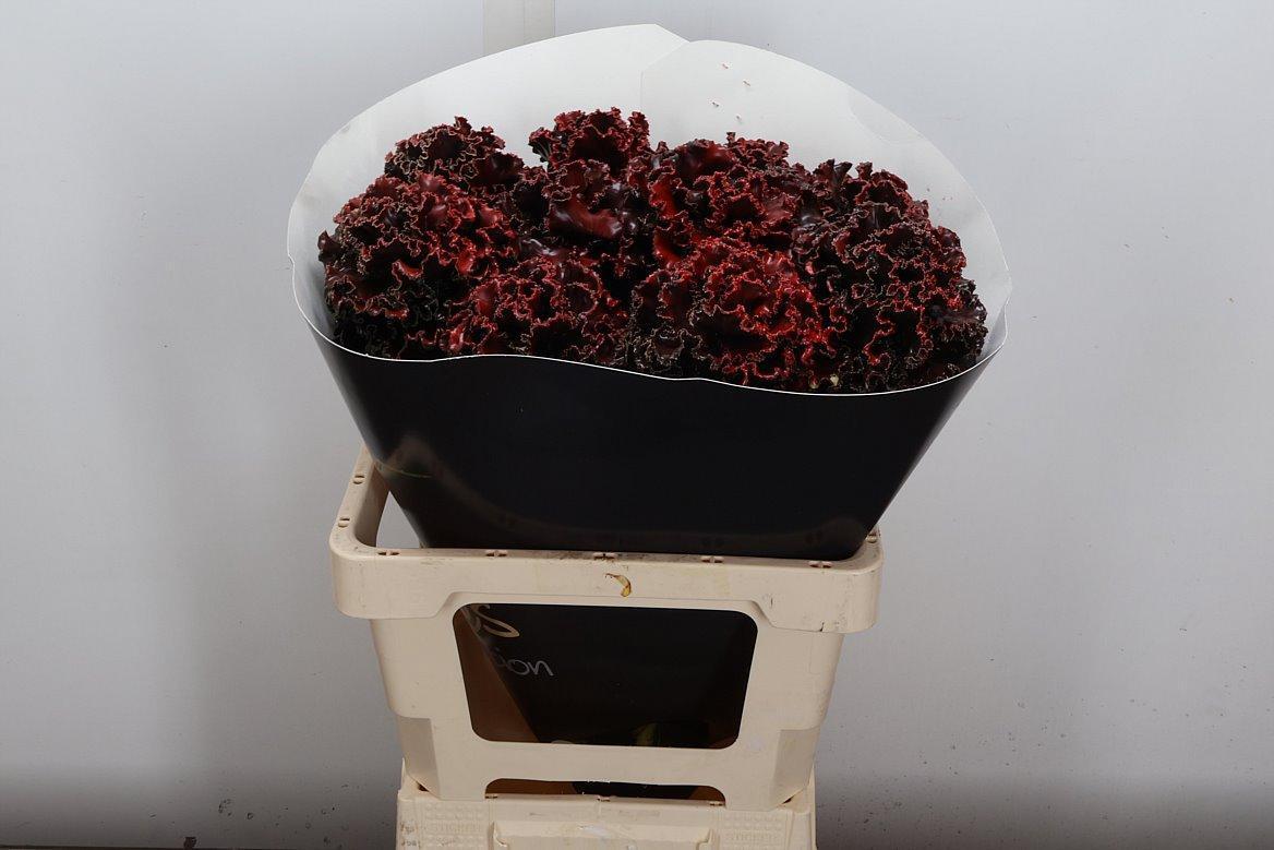 Срезанные цветы оптом Brassica wax fringed aubergine от 10шт из Голландии с доставкой по России