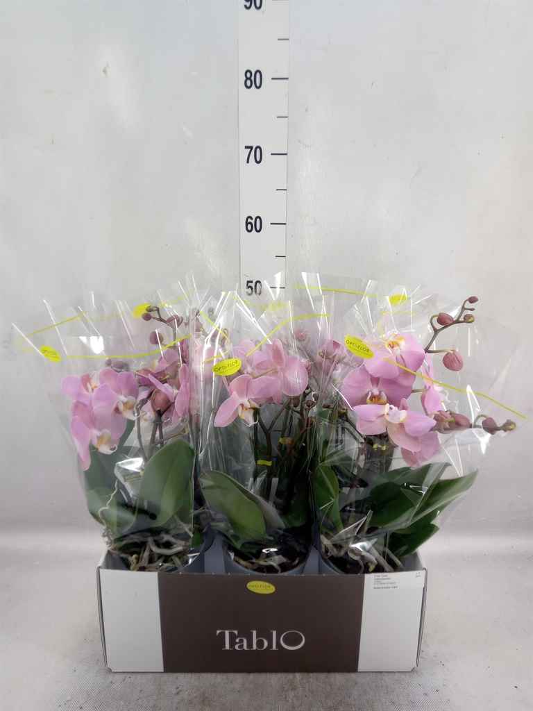 Горшечные цветы и растения оптом Phalaenopsis   ...rose от 6шт из Голландии с доставкой по России