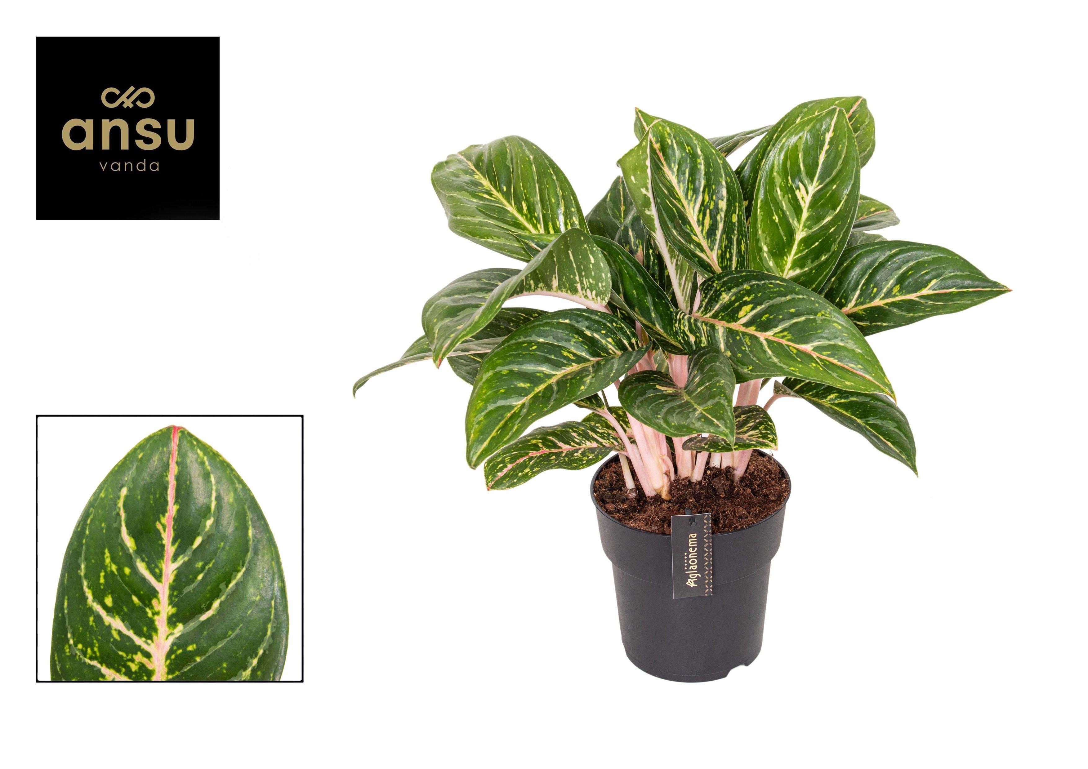 Горшечные цветы и растения оптом Aglaonema Coco Green от 3шт из Голландии с доставкой по России
