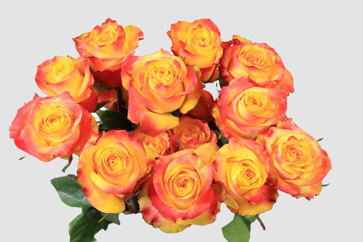 Срезанные цветы оптом Rosa ec news flash от 125шт из Голландии с доставкой по России