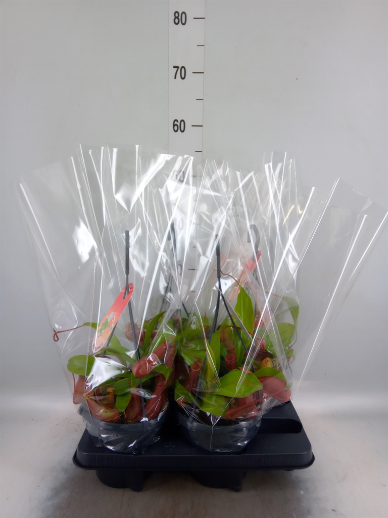 Горшечные цветы и растения оптом Nepenthes Alata от 4шт из Голландии с доставкой по России