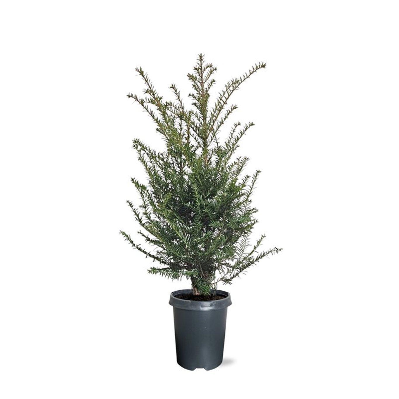 Горшечные цветы и растения оптом Taxus Baccata Bush от 1шт из Голландии с доставкой по России