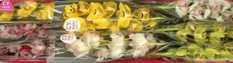 Срезанные цветы оптом Minicymbidium mix spring от 8шт. из Голландии с доставкой по России