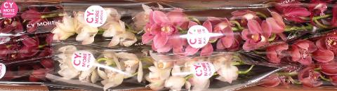 Срезанные цветы оптом Minicymbidium mix love от 10шт из Голландии с доставкой по России