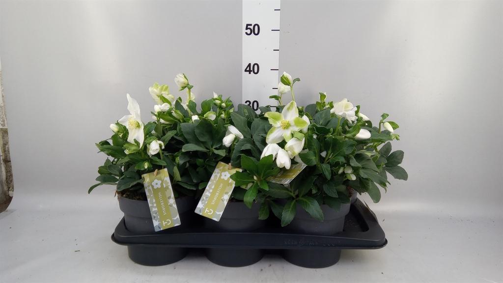 Горшечные цветы и растения оптом Helleborus Niger advent Star A от 6шт из Голландии с доставкой по России