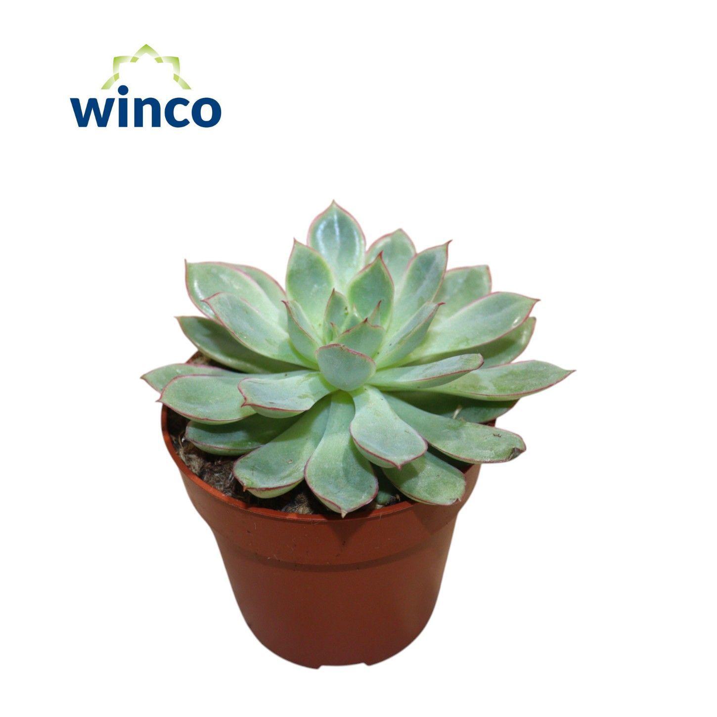 Горшечные цветы и растения оптом Echeveria California Queen от 18шт (для телеги) из Голландии с доставкой по России