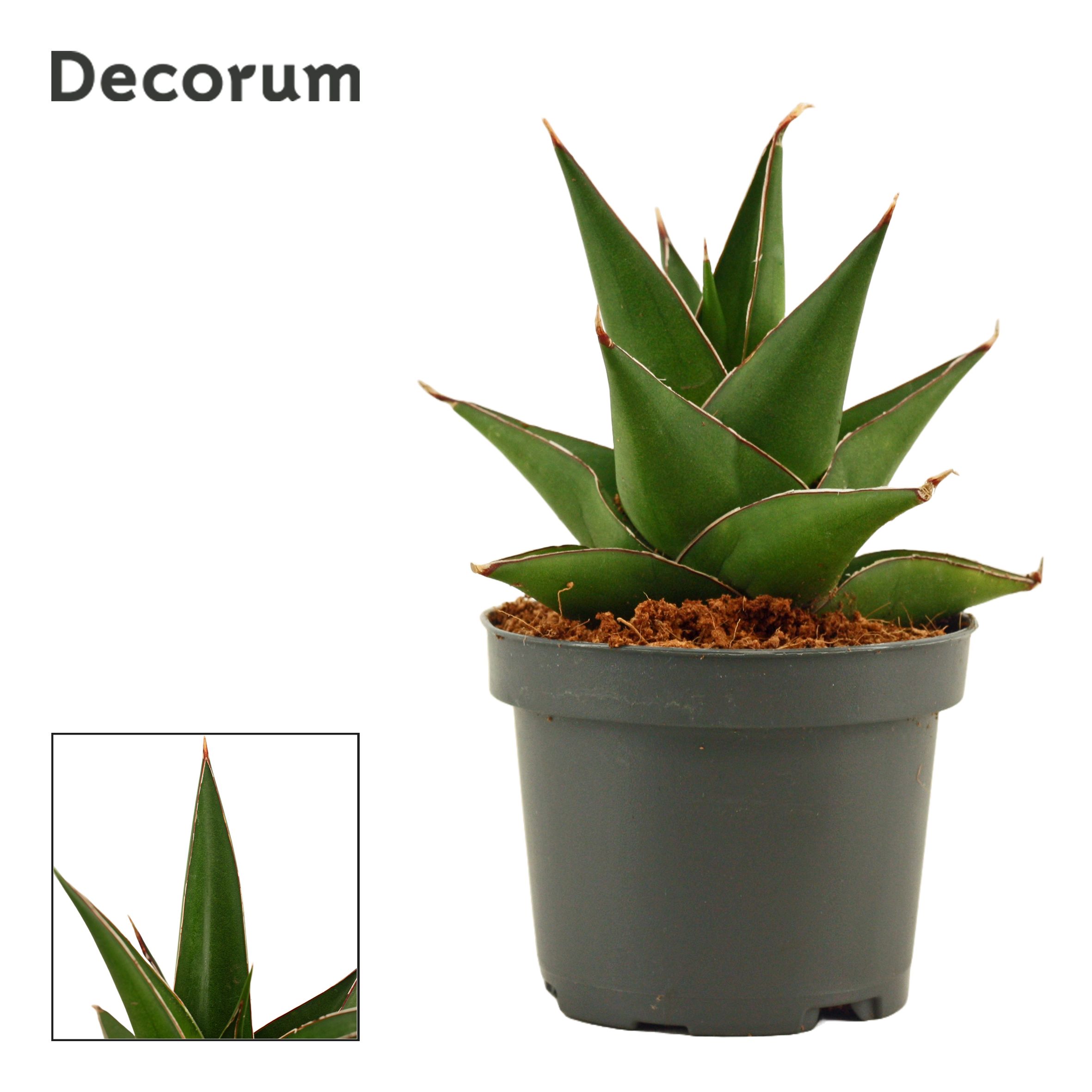 Горшечные цветы и растения оптом Sansevieria Abbey Crown (decorum) от 12шт (для телеги) из Голландии с доставкой по России