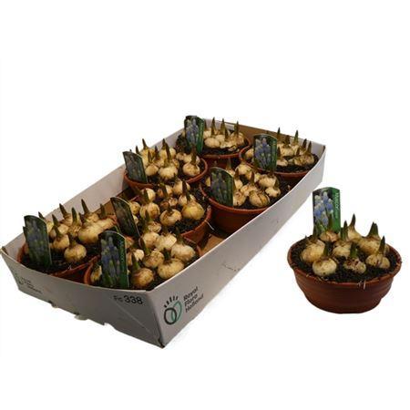 Горшечные цветы и растения оптом Muscari Esther In Schaaltje от 7шт из Голландии с доставкой по России