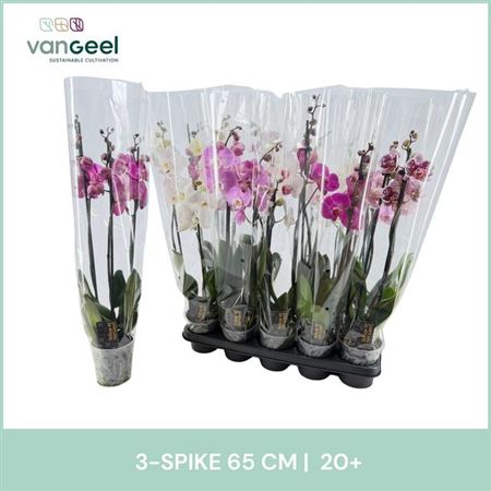 Горшечные цветы и растения оптом Phal Gem Roze 3 Branches 20+ от 10шт из Голландии с доставкой по России