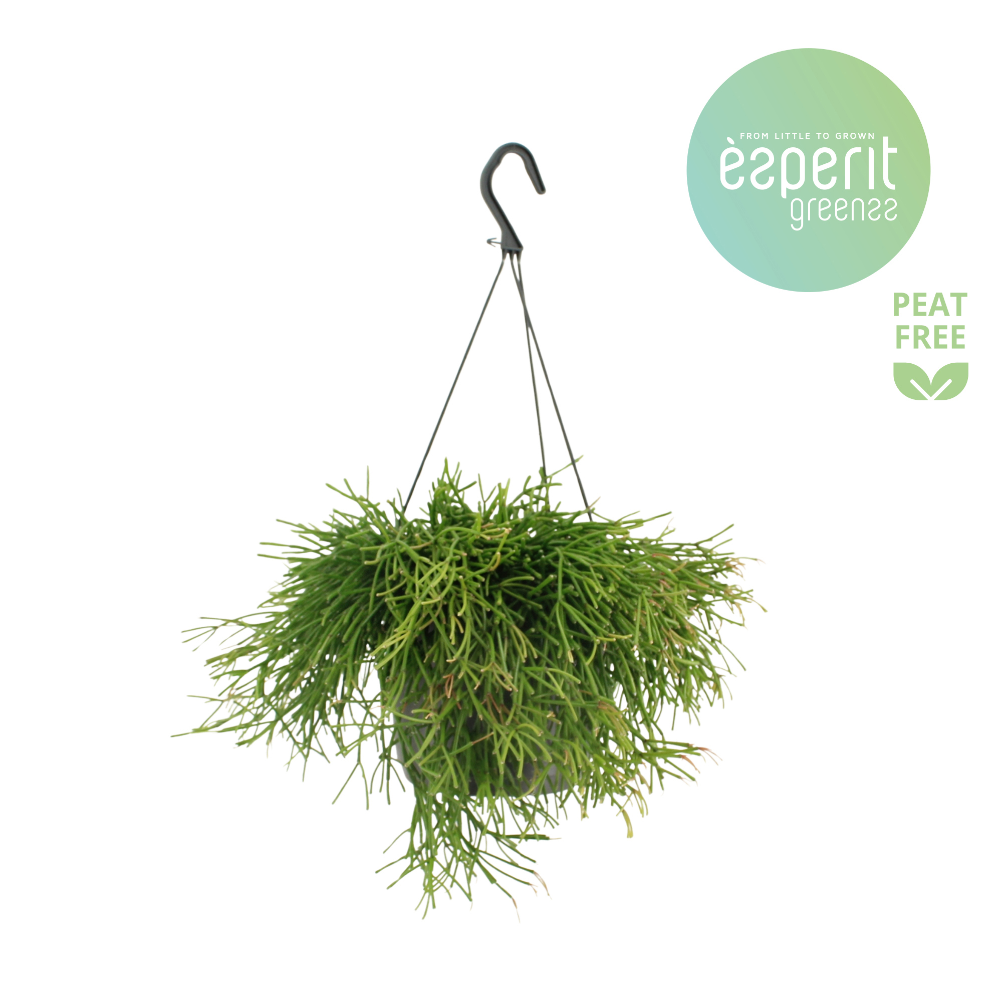 Горшечные цветы и растения оптом Rhipsalis Clavata Hangpot от 6шт из Голландии с доставкой по России