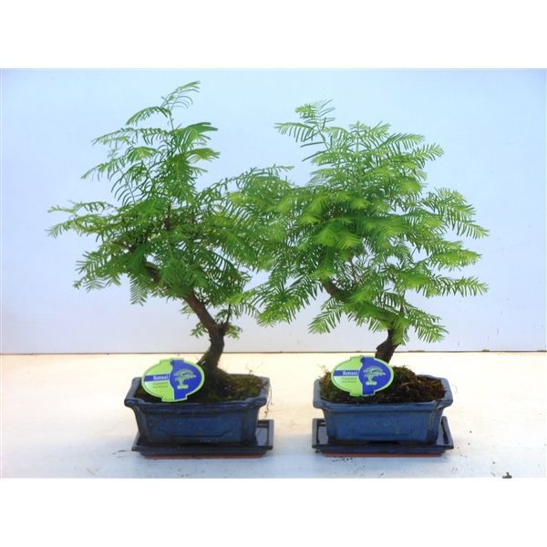 Горшечные цветы и растения оптом Bonsai Metasequoia Glyptostroboides 19 Cm Shape, W от 5шт из Голландии с доставкой по России