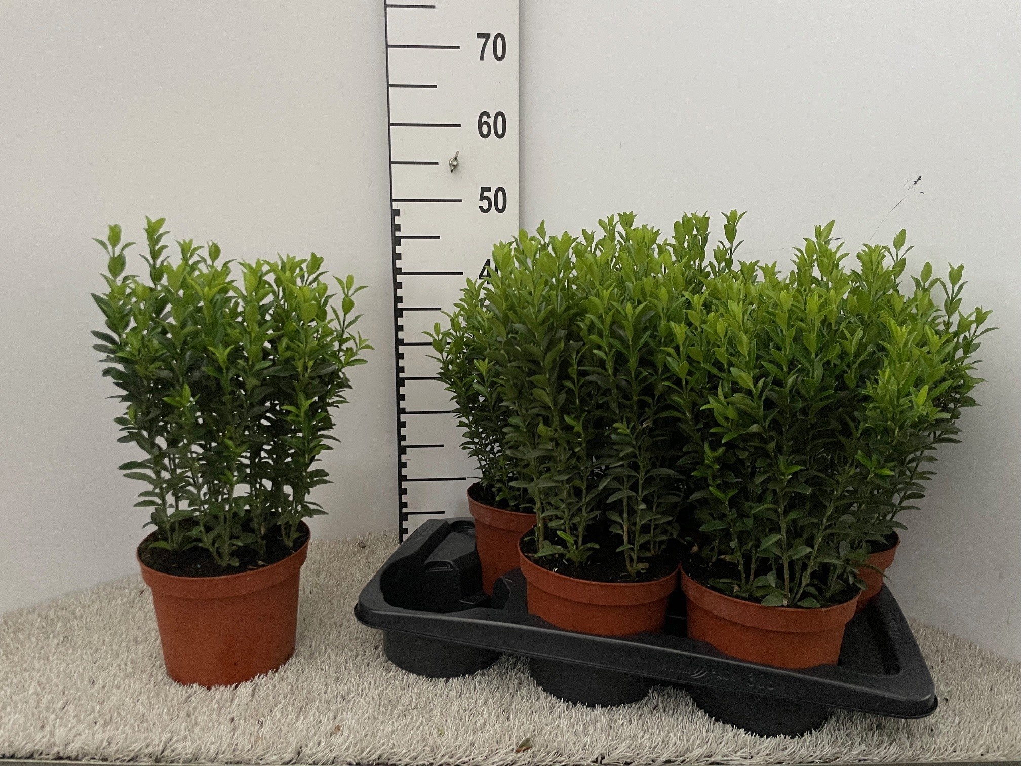 Горшечные цветы и растения оптом Euonymus Ja Gr Spire от 6шт из Голландии с доставкой по России