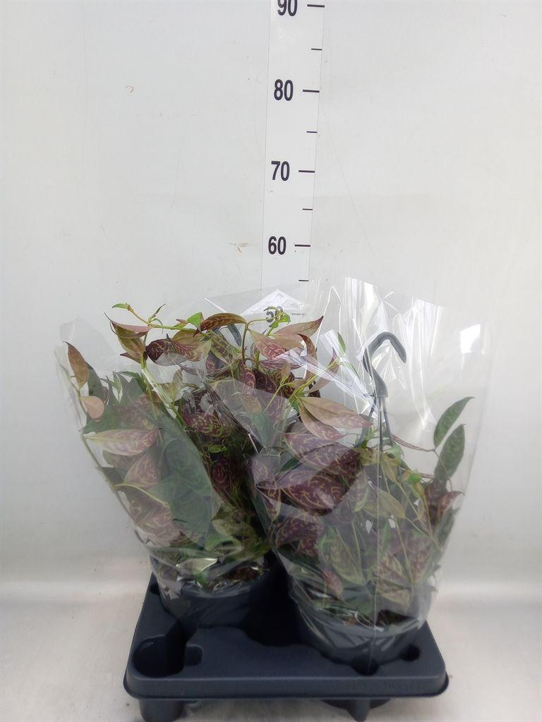 Горшечные цветы и растения оптом Aeschynanthus Marmoratus от 2шт из Голландии с доставкой по России