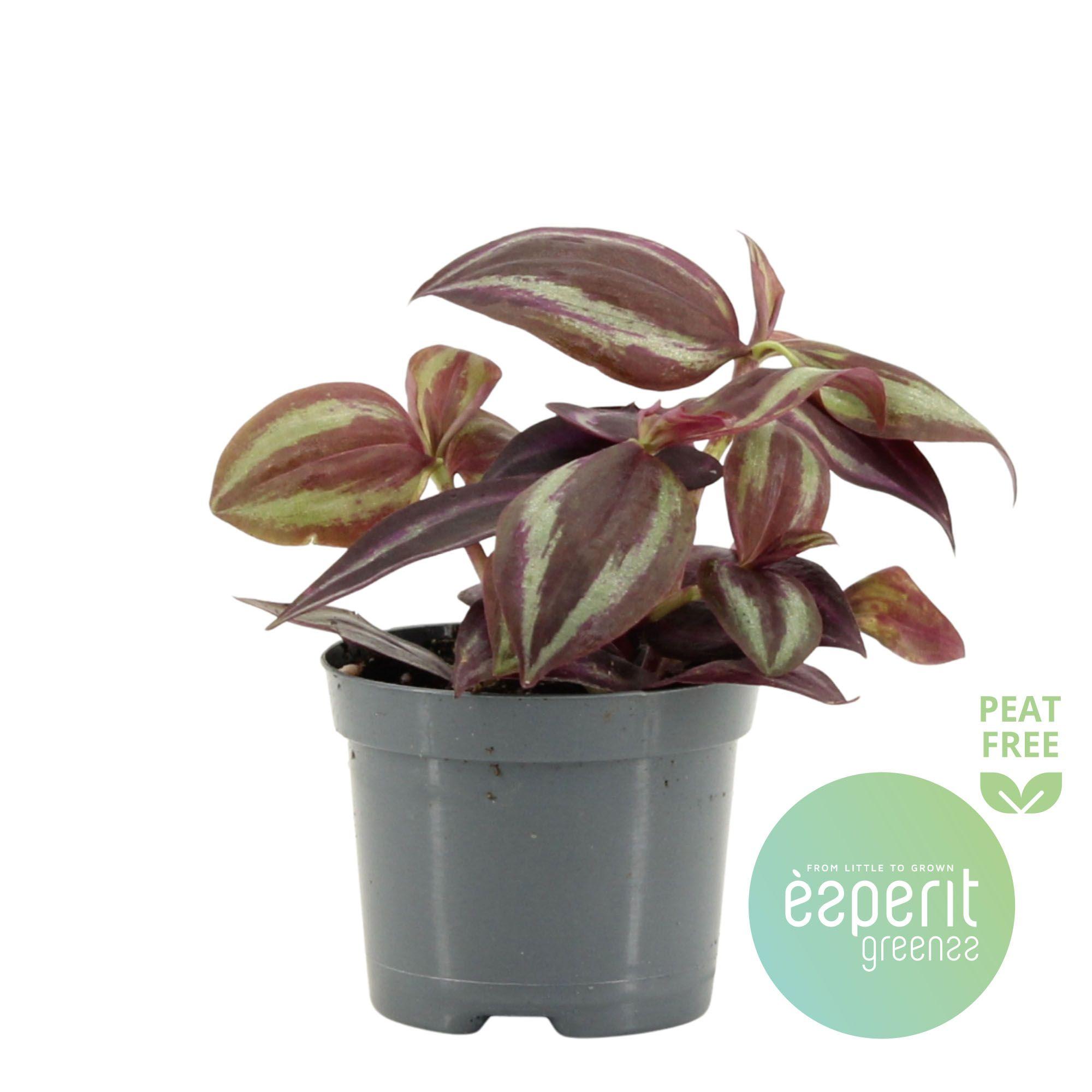 Горшечные цветы и растения оптом Tradescantia Jewel Red от 21шт (для телеги) из Голландии с доставкой по России