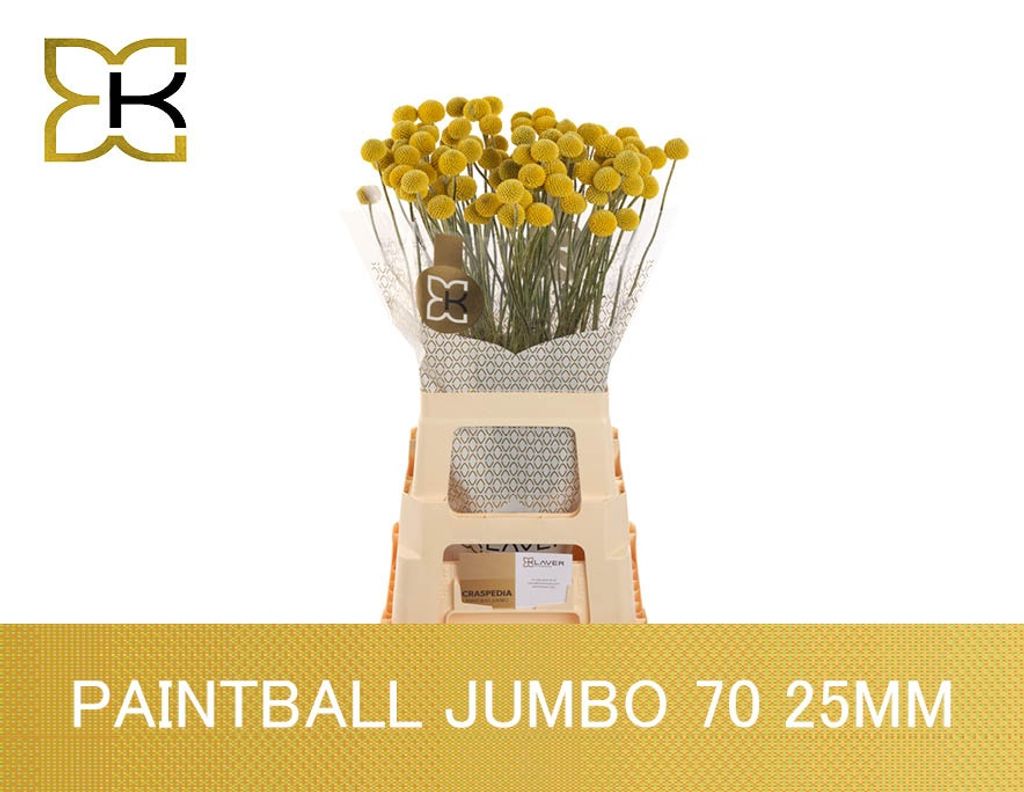 Срезанные цветы оптом Craspedia paintball jumbo от 100шт. из Голландии с доставкой по России