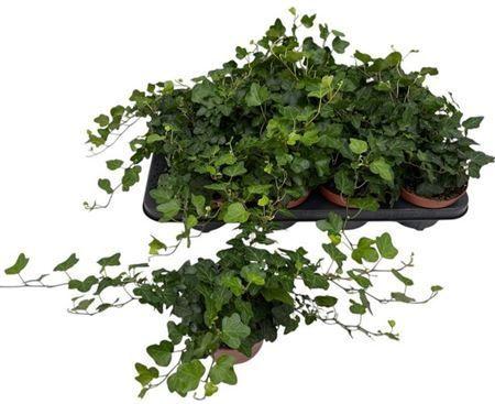 Горшечные цветы и растения оптом Hedera Wonder от 8шт из Голландии с доставкой по России