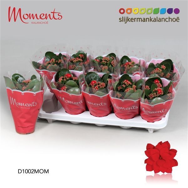 Горшечные цветы и растения оптом Kalanchoe Double Red от 10шт из Голландии с доставкой по России