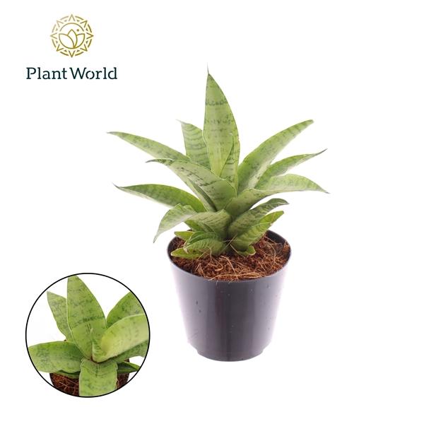 Горшечные цветы и растения оптом Sansevieria Lotus от 12шт (для телеги) из Голландии с доставкой по России