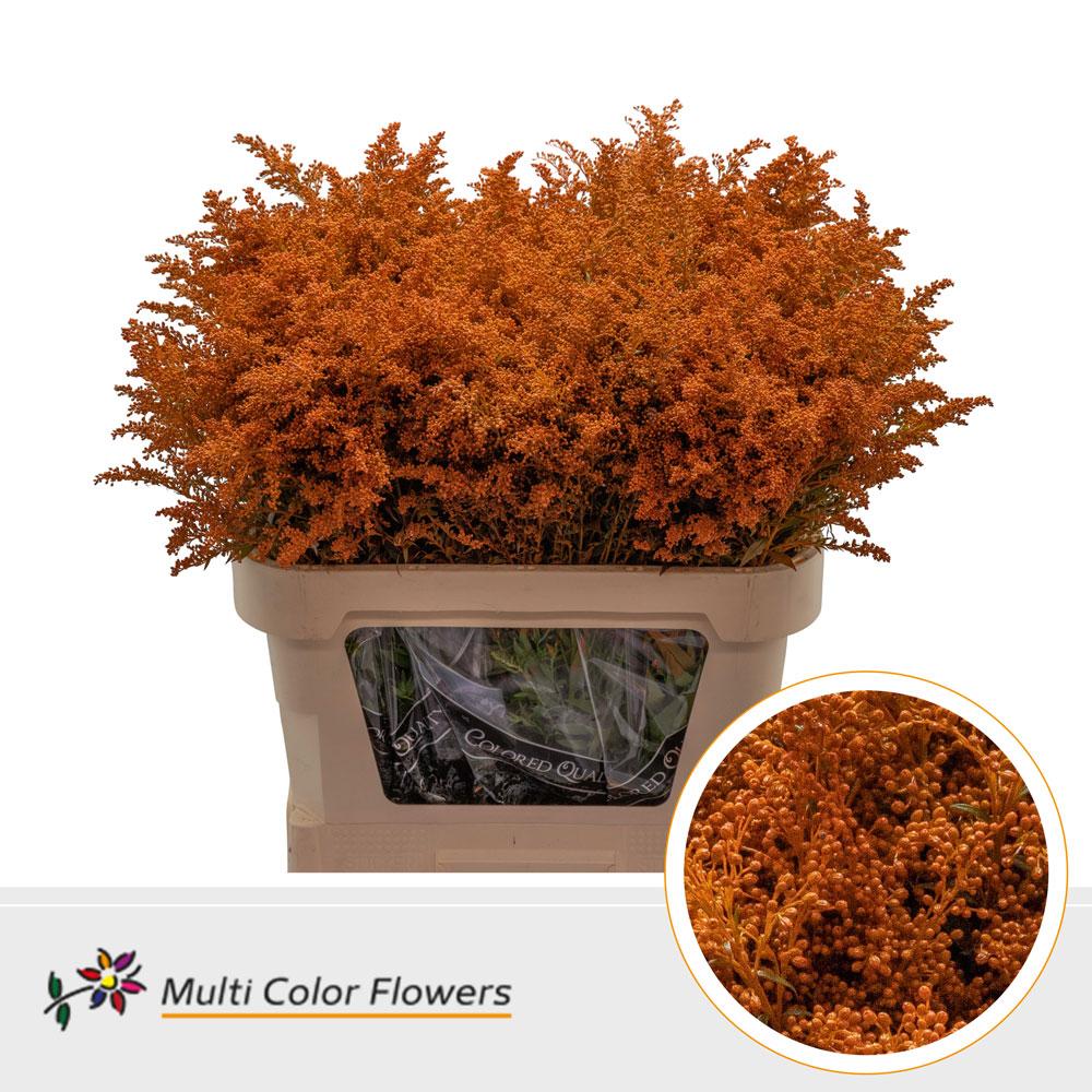 Срезанные цветы оптом Solidago paint orange от 100шт из Голландии с доставкой по России