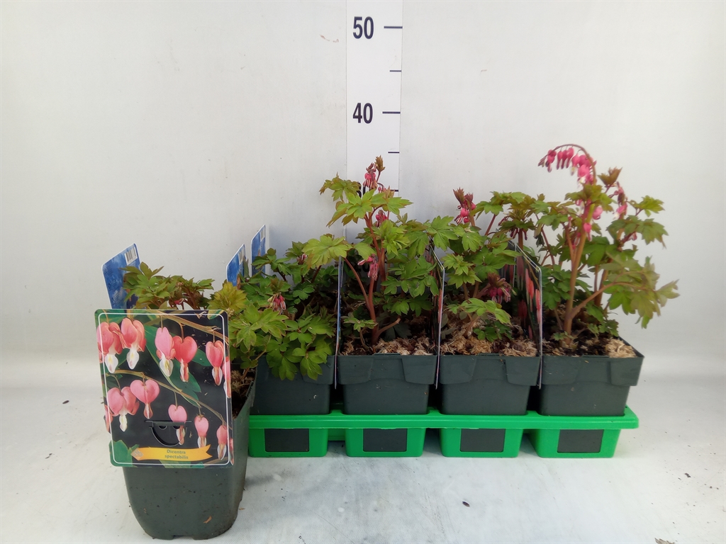 Горшечные цветы и растения оптом Dicentra Spectabilis от 10шт из Голландии с доставкой по России